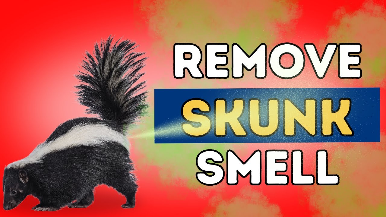 Skunk Smell Removal That Works Fast!