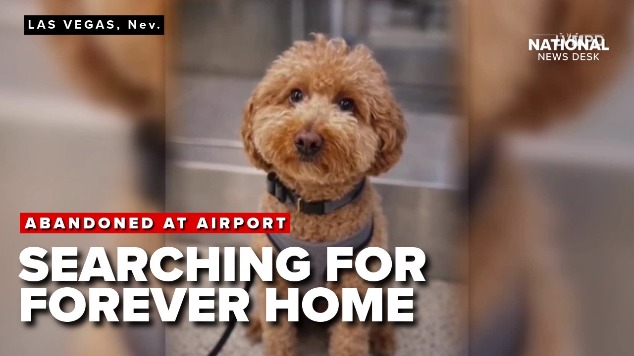 Abandoned at airport; 'Jet Blue' the Golden Doodle now searching for forever home