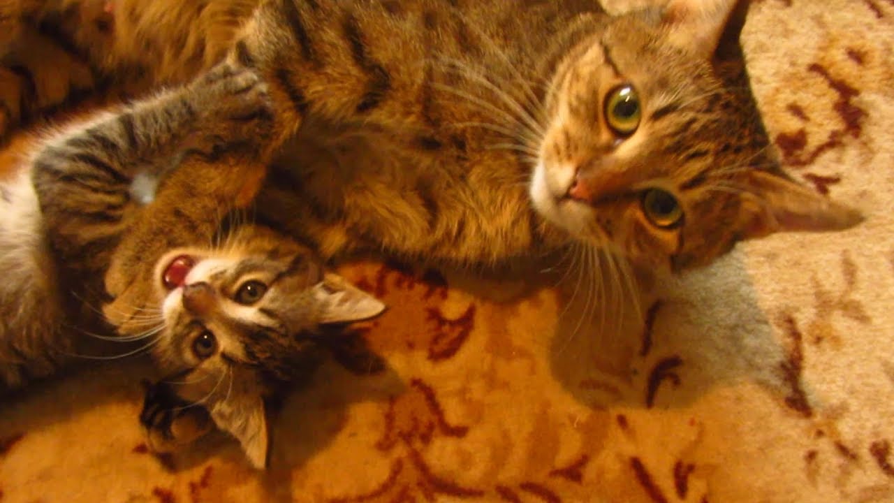 Mother cat plays with Kitten forty first day in the apartment