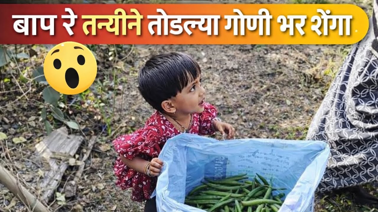 बाप रे तन्वीने तोडल्या गोणी भर शेंगा 😮 Sanvi Pawar Vlog 🌿