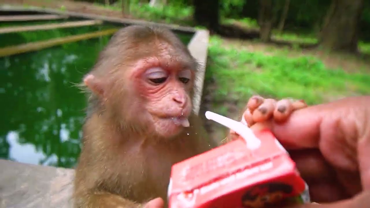 This morning, I'm helping abandoned monkey Baila bathe her clean after feeding her milk and food.🛁🐒