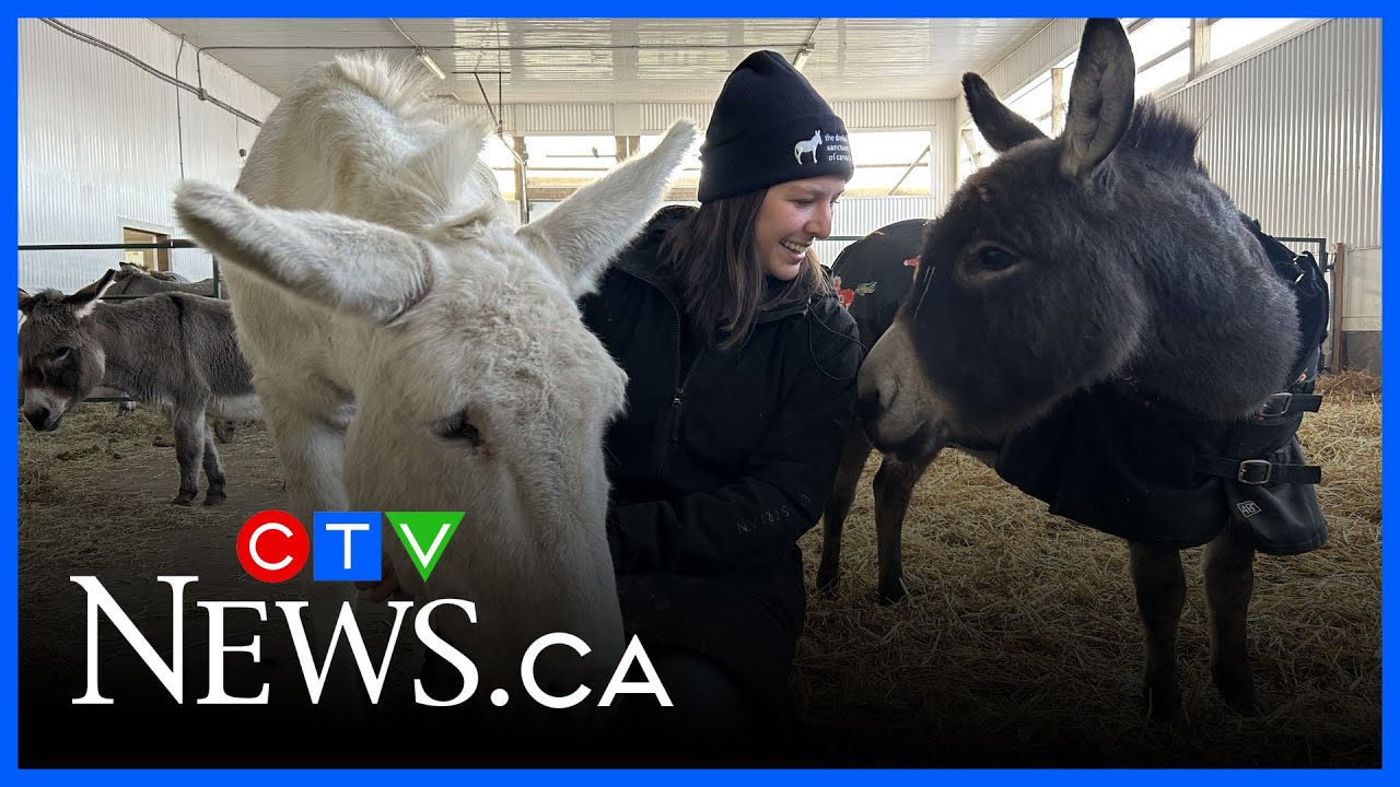 Donkey sanctuary starts video series