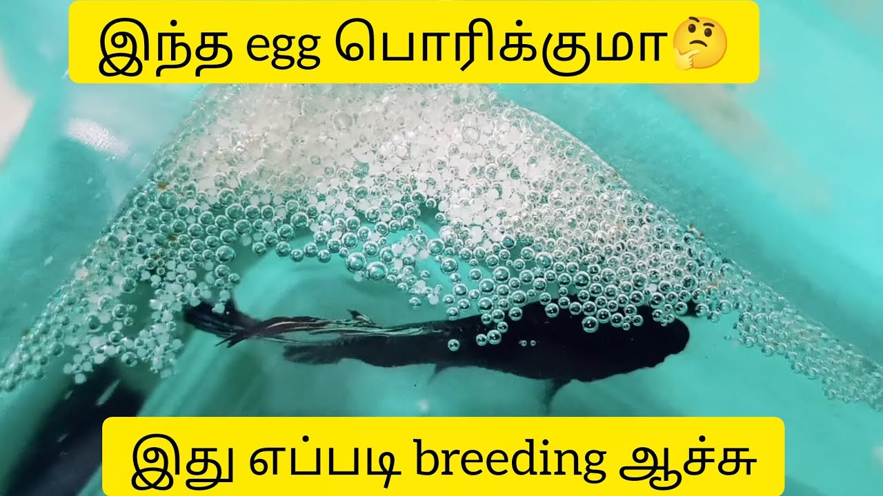 இது எப்படி நடந்துச்சு betta breeding  