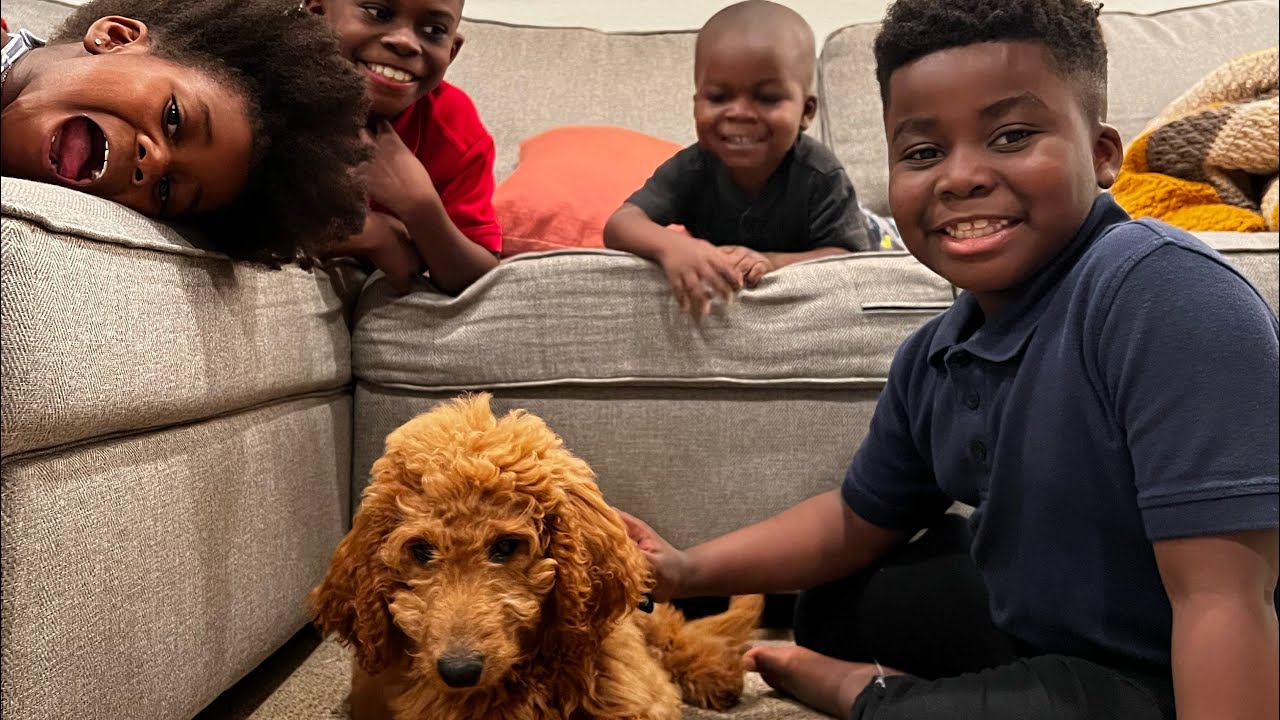 We got a Labradoodle Puppy named...