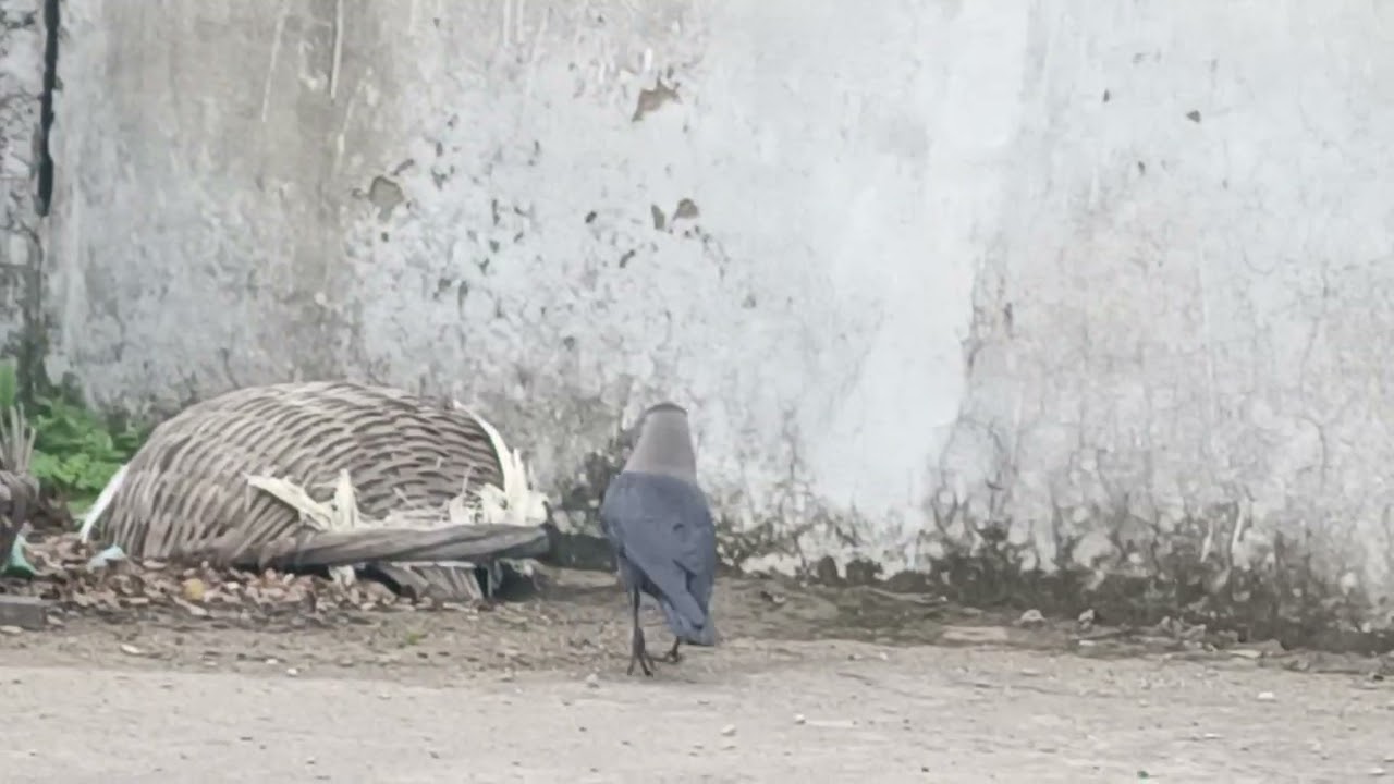 Crow And Squirrel Get Together Party.