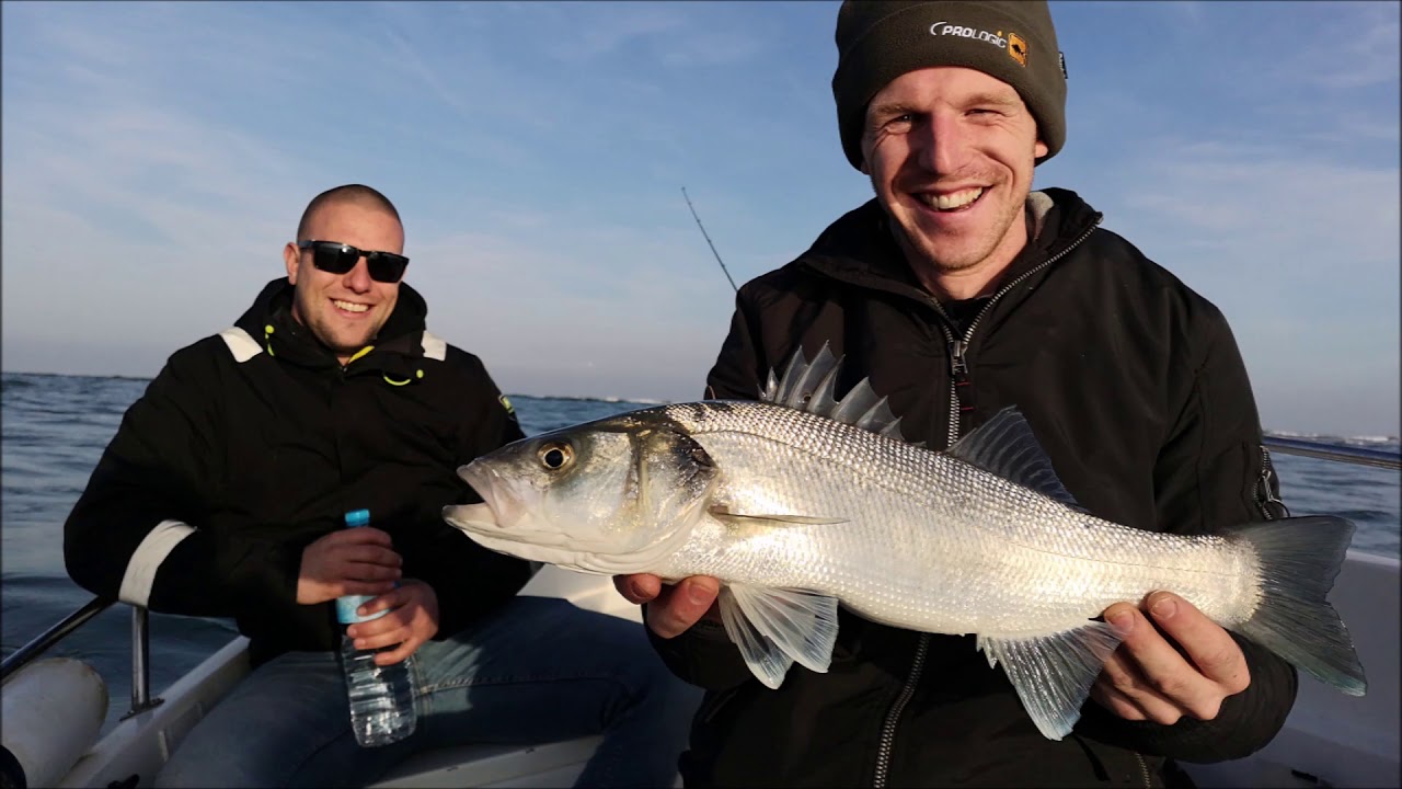 Delta Ebro: Fishing for Seabass 2019