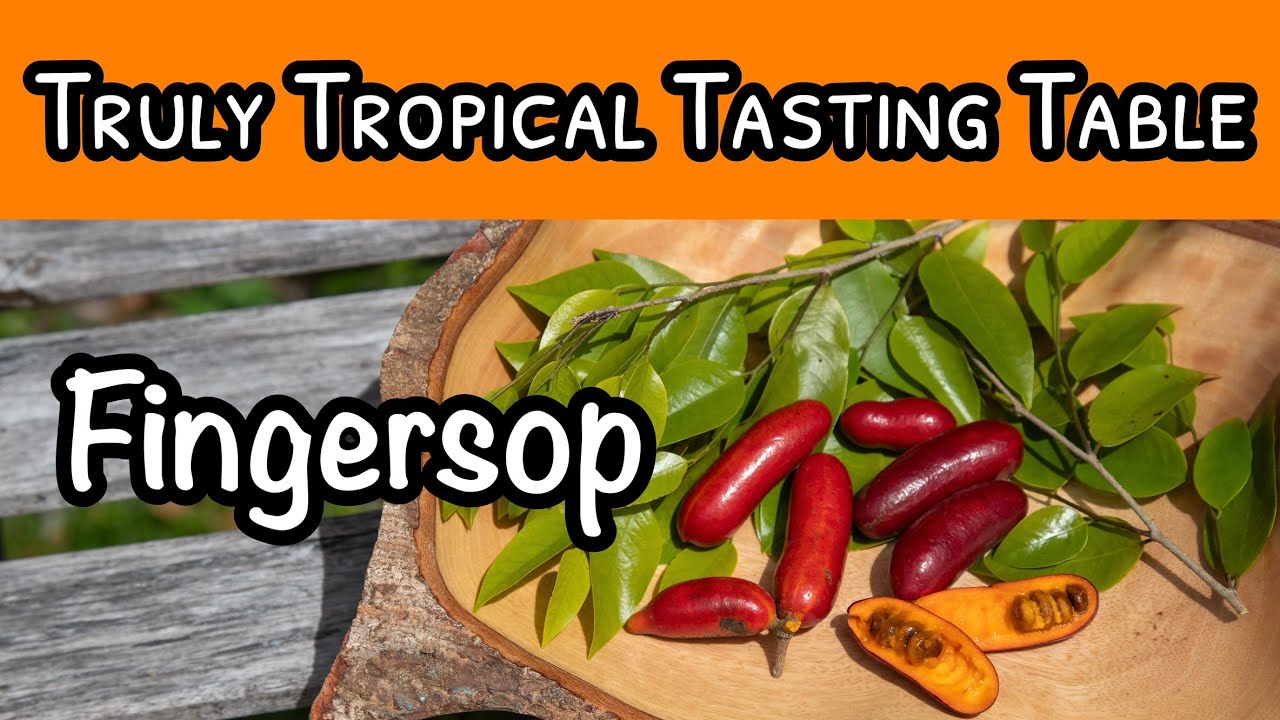 Truly Tropical Tasting Table-  Fingersop (Rare Annona!)