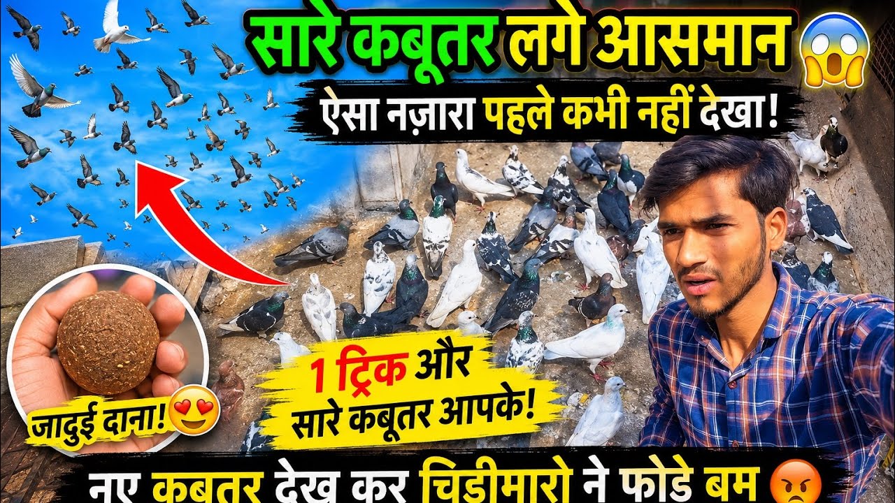 Sabhi kabutar ka sokh 😍 || Chidimaro ne fode boom 😡 || #harshpigeontips #pets #vlog #birds 