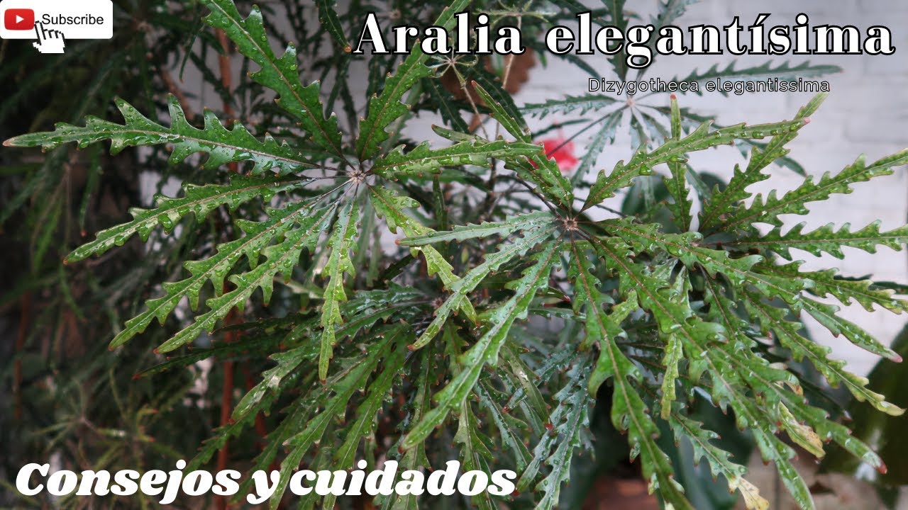 Aralia elegantísima // Falsa aralia // Dizygotheca elegantissima  Consejos y cuidados