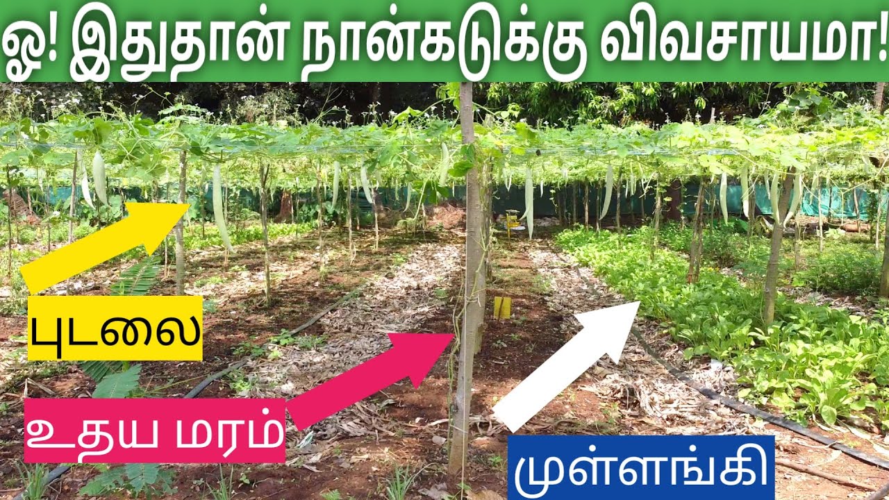 நான்கடுக்கு விளைச்சல்! மும்மடங்கு லாபம்! - 4 Layers Farming Method | Profitable organic farm