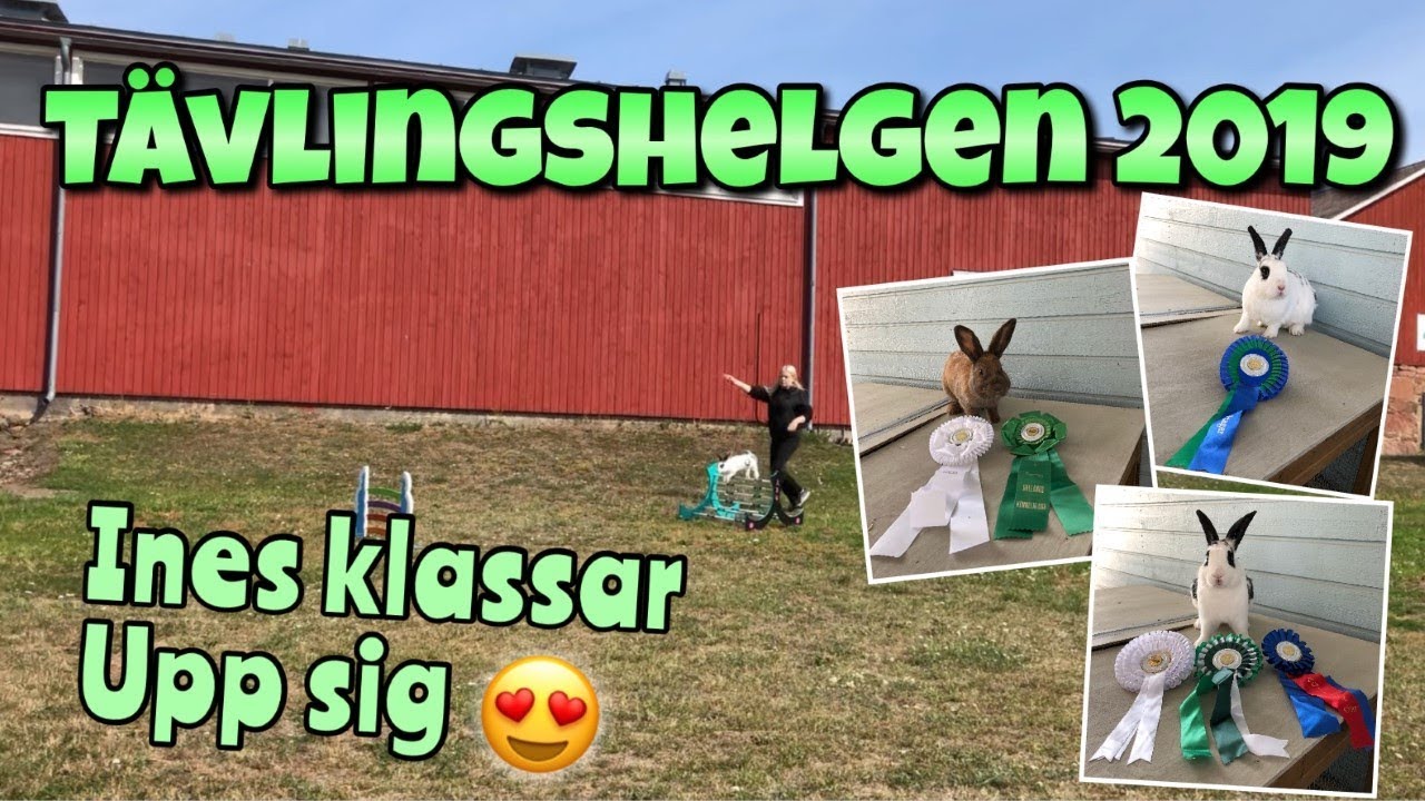 Tävlingshelg med ÅLKH~ så duktiga kaniner!