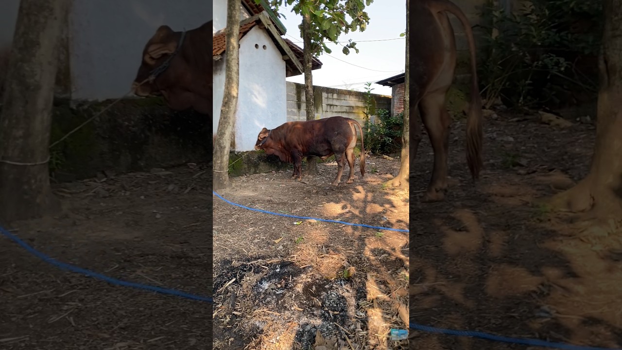 Persiapan Penyembelihan Hewan Qurban Idul Adha 1446 H/2025 M | Ngledok Mandiri | Part 2