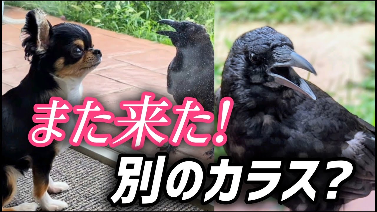 【続編】カラス再来！違うカラスが集まり出す？チワワとの関係はどうなった！？＜半年間の記録＞