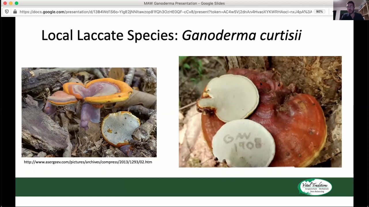Ganoderma (Reishi) mushrooms - Jared Urchek (MAWDC Nov 2020)