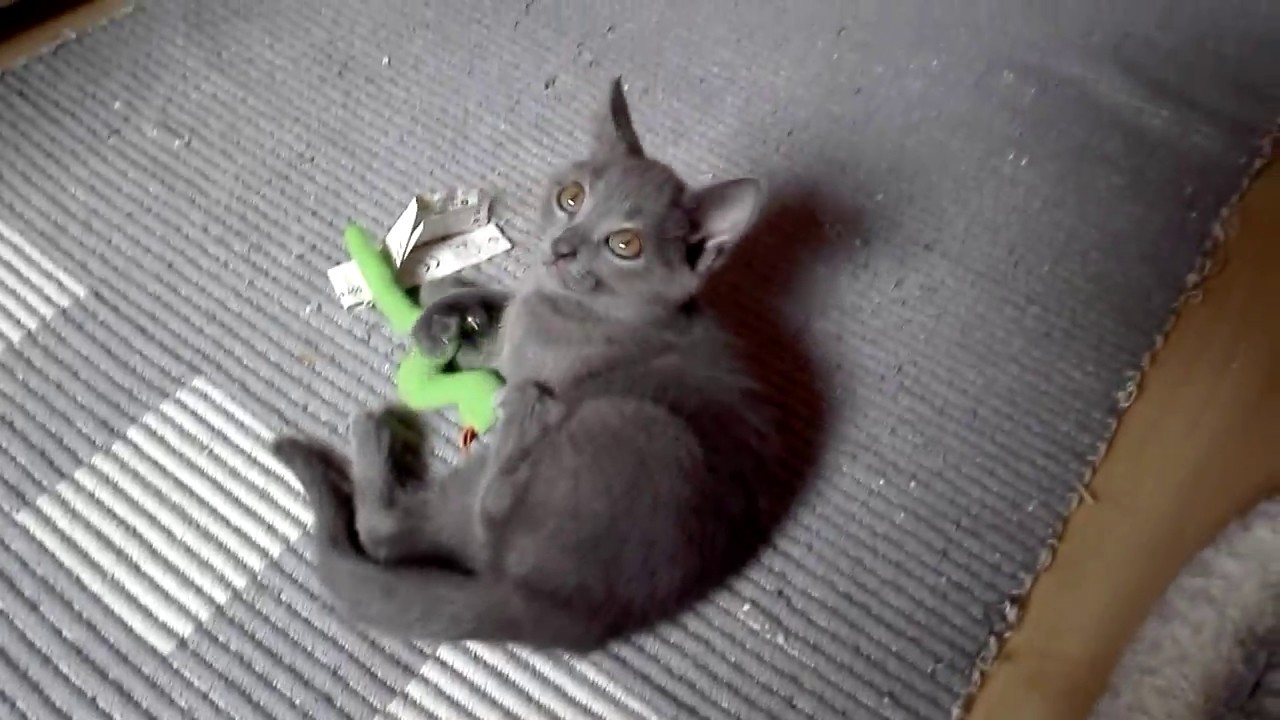Blue Melody Chartreux Cats - IVOR 8 weeks old