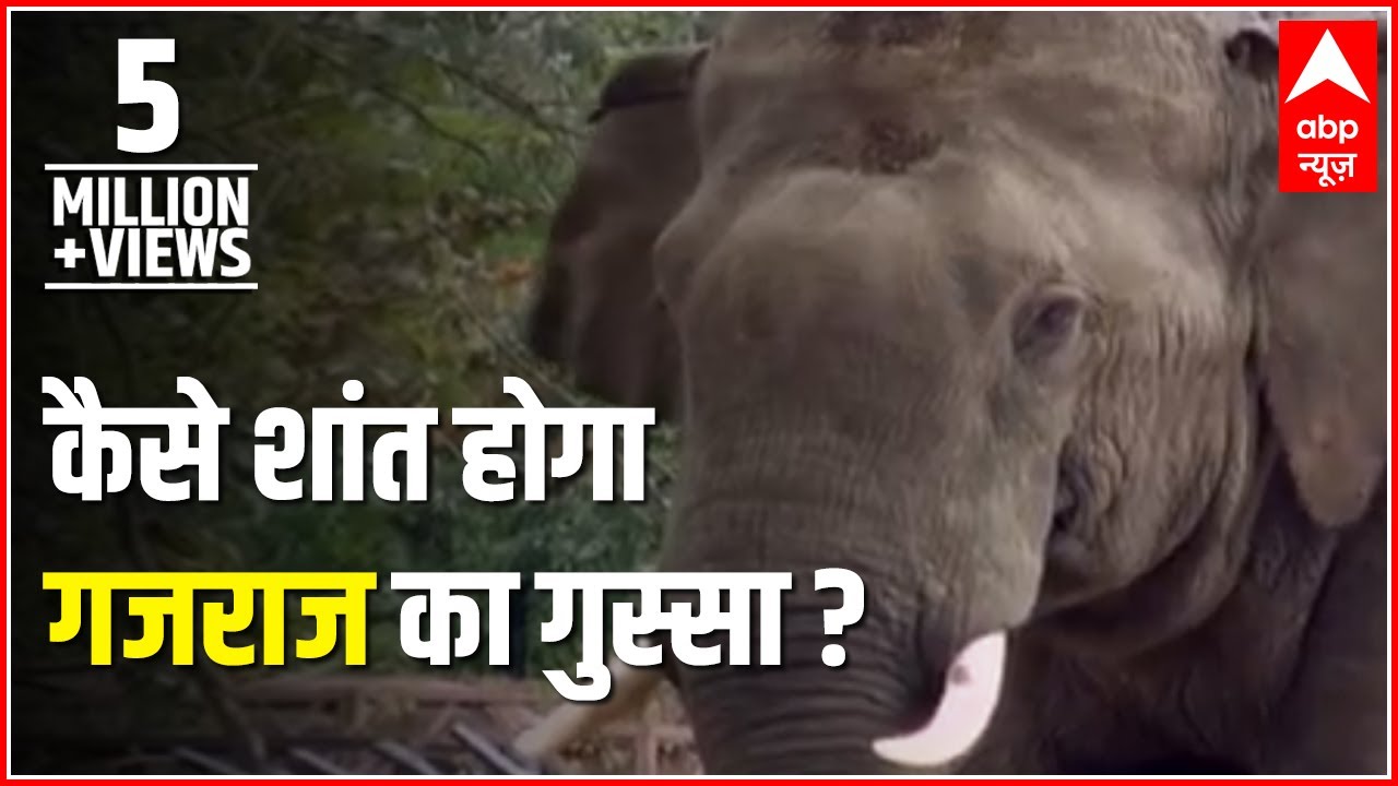 Jungle: The story of furious elephant and how was he captured