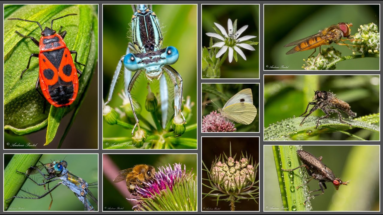 Makrofotografie Insekten