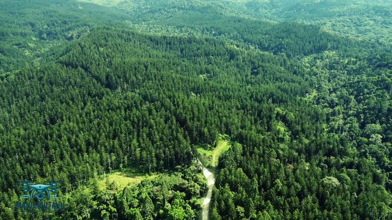 Flying Over Kauri & Klinki Pines | Menyamya Highway, Bulolo PNG 🇵🇬