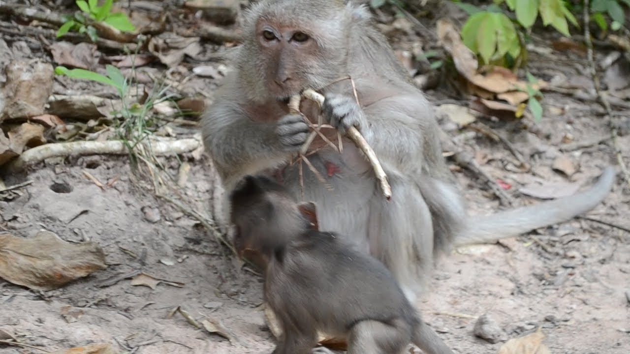 OMG !Tima teaching Timo how to eat giant  stick insect  / Monkey post