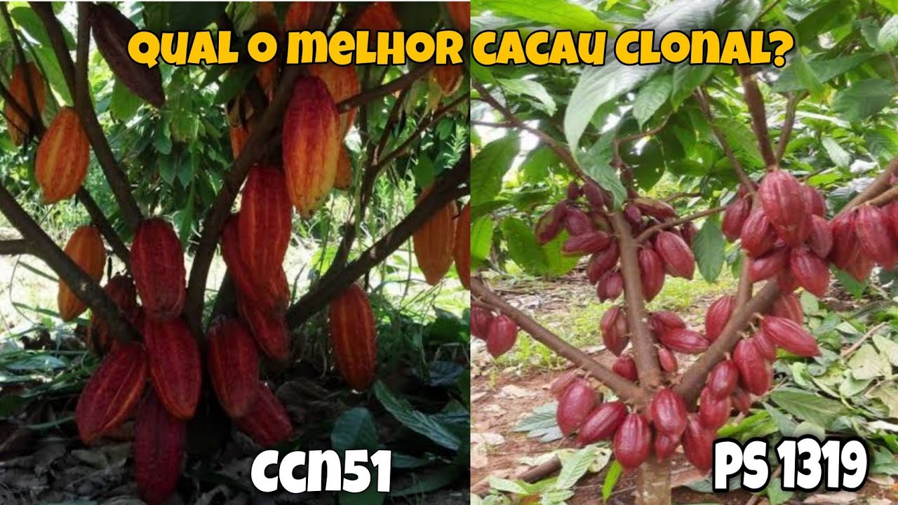 Qual a melhor variedade de Cacau Clonal da Atualidade PS1319 ou CCN51?