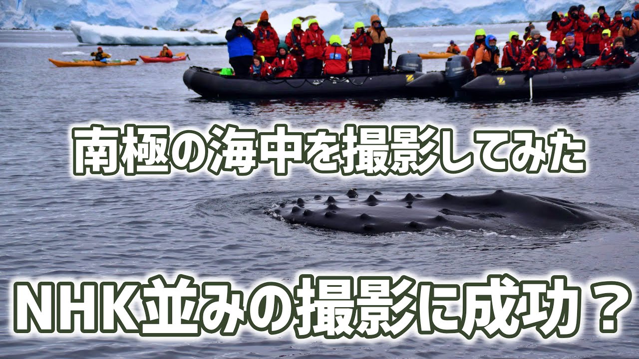 南極の海の中　アザラシとクジラの水中映像