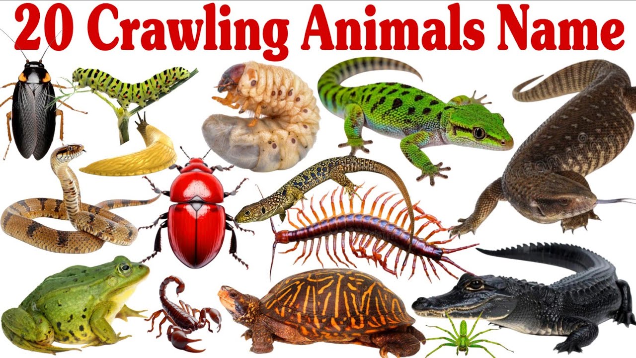 20 रेंगने वाले जानवरों के नाम सीखें बच्चों के लिए | Learn 20 Crawling Animal Names for Kids