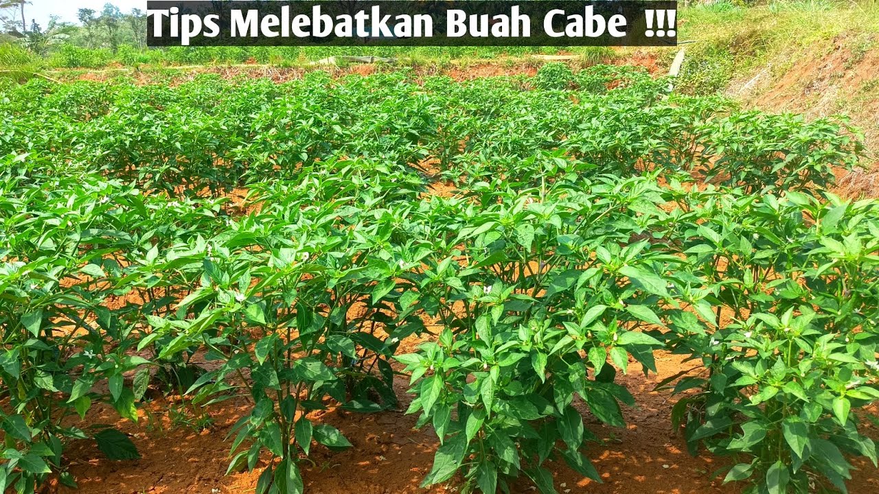 Pupuk Cabe Masa Pembuahan Metode Semprot Menggunakan MKP Pak Tani 