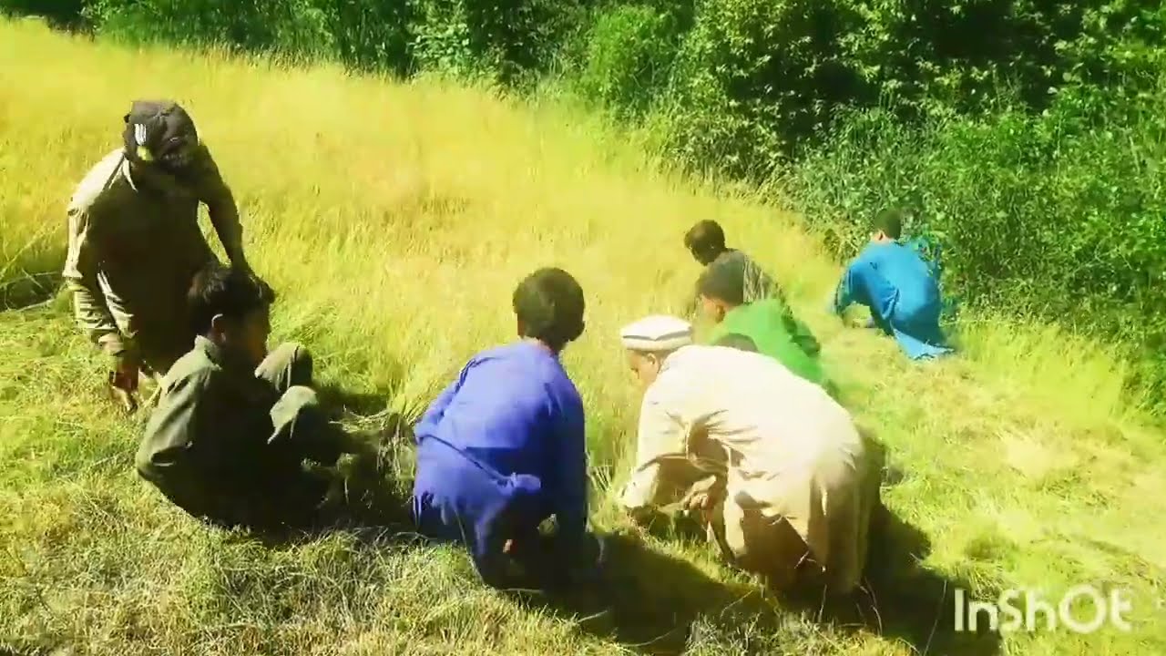 Villagers Group For Grass Cutting #villagelife #village #villagelifestyle #viral #viralvideo