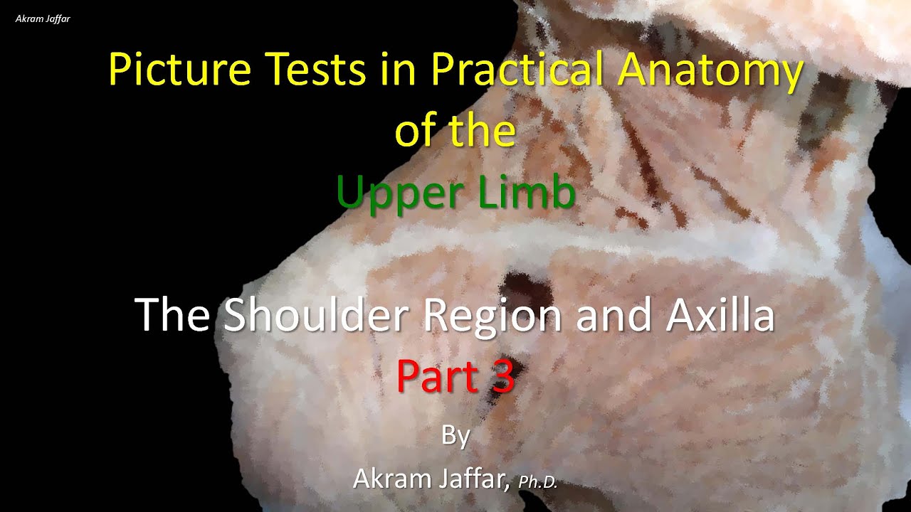 Picture tests in upper limb anatomy shoulder region and axilla 3