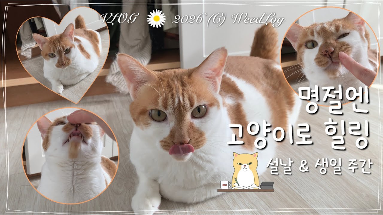 ENG vlog 설날 5일 뒤가 생일이라 어릴 때 생일파티 못 해본 사람. 차례상 차리고 내 고양이랑 명절 스트레스 푸는 집순이 주부 브이로그 / 위드로그 2026년 2월 3주