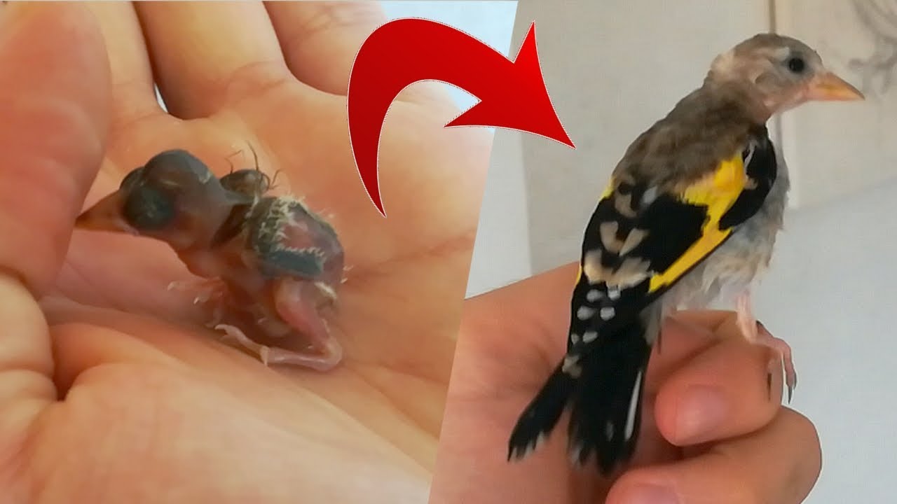 مراحل نمو فرخ الحسون حتى الفطام مع أول محاولة طيران 😁😅😂