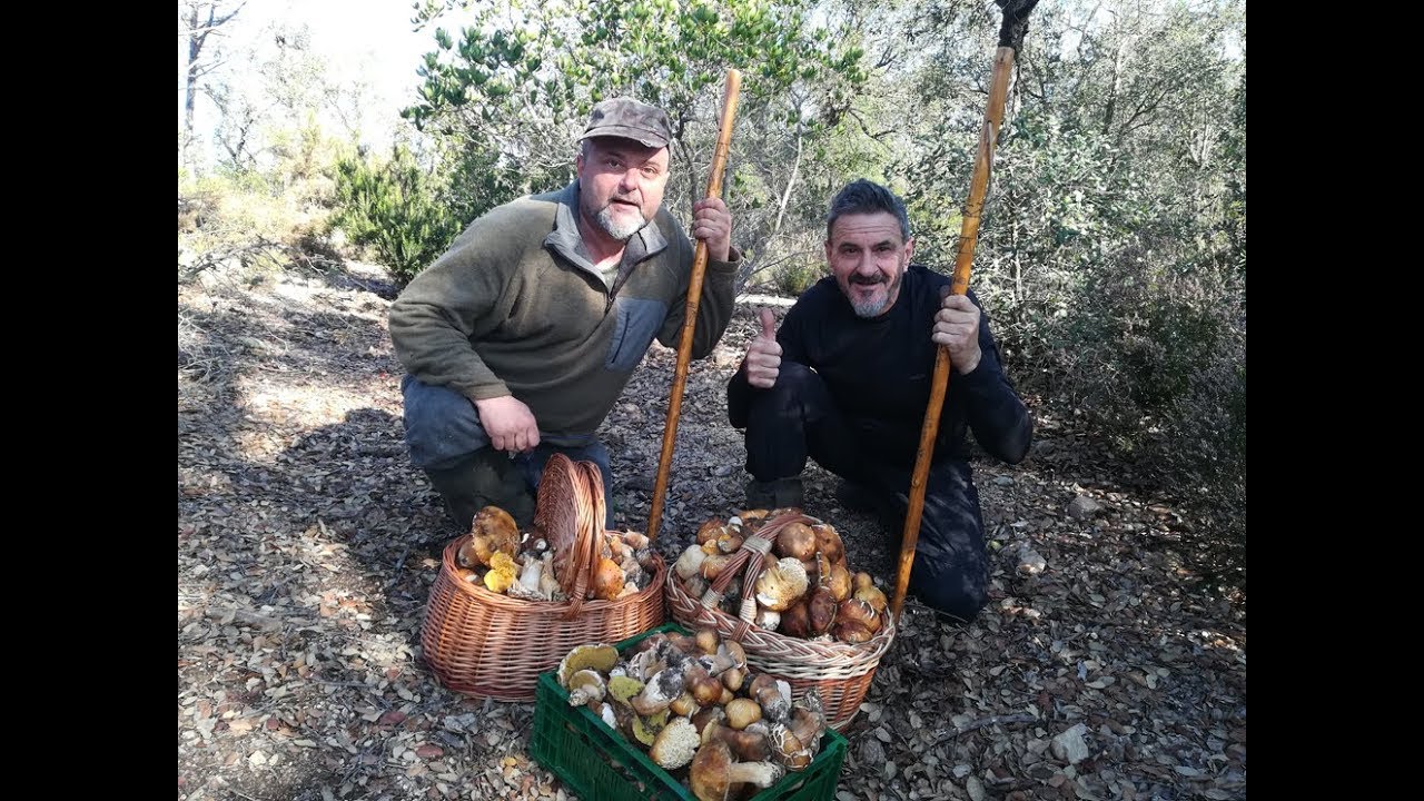 BOLETUS AEREUS increible parte (3)