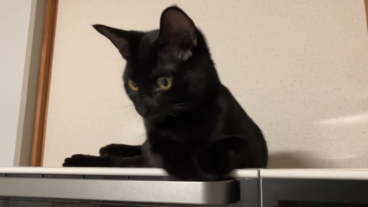 黒猫むぎちゃん2025.0919🐈‍⬛最近レンジの上を覚えた，ついでに冷蔵庫の上も覚えた😚