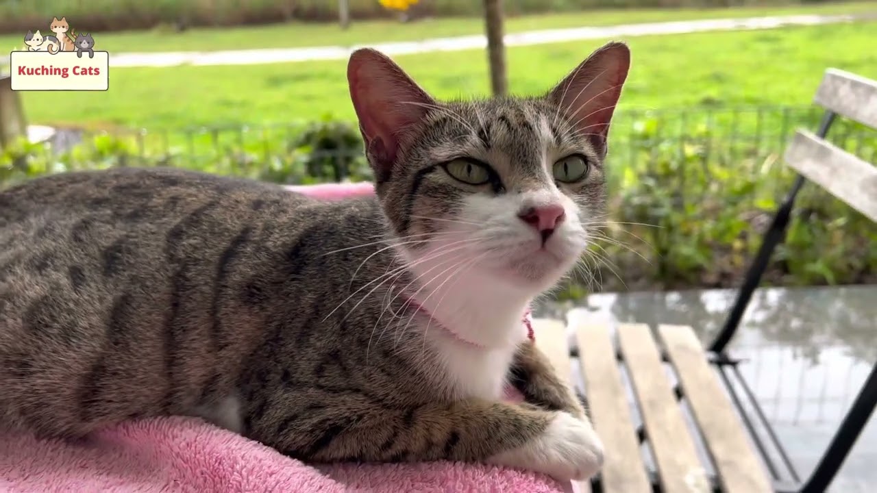 I love when our cute neighbor cat visits us 💕