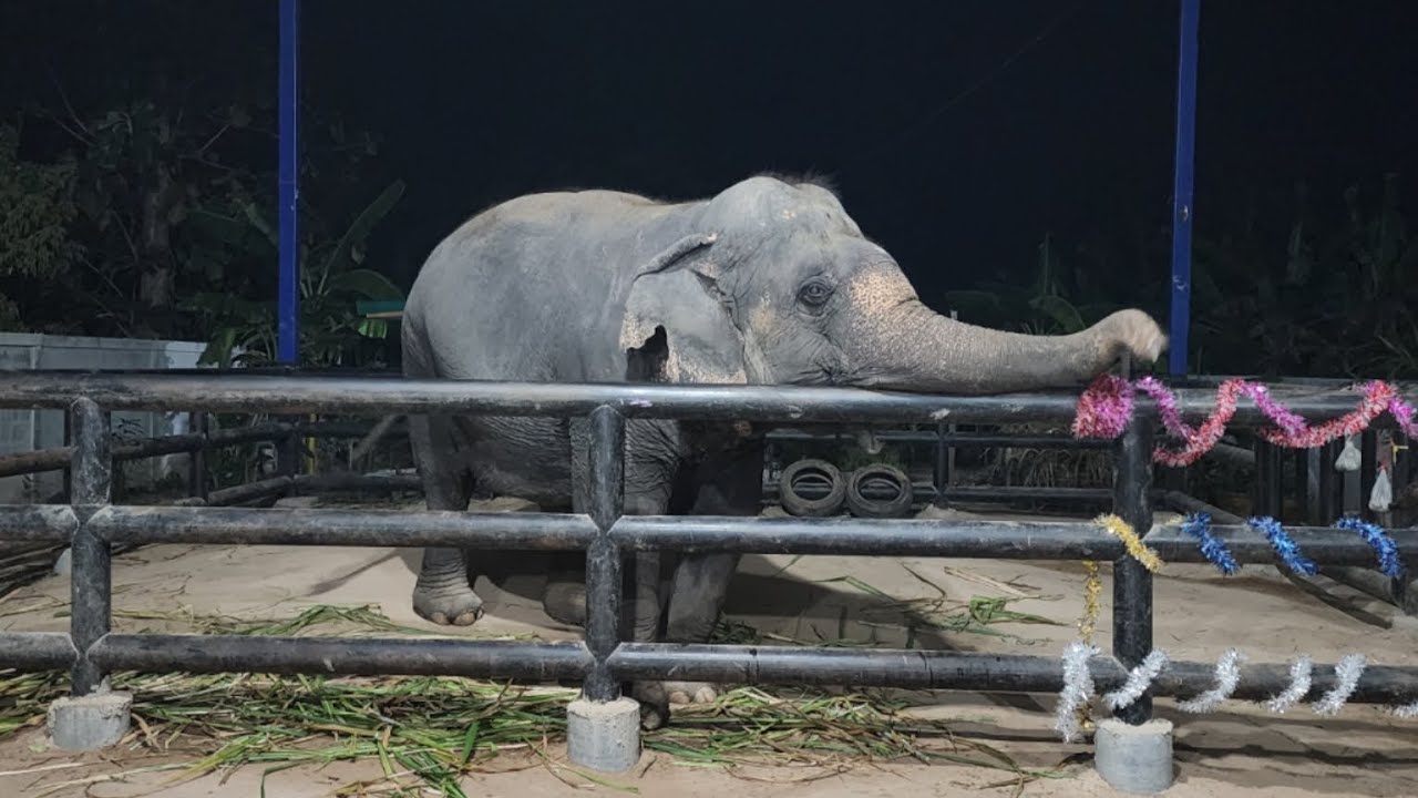 คุณยาย​มา​เเล้ว​จ้า​