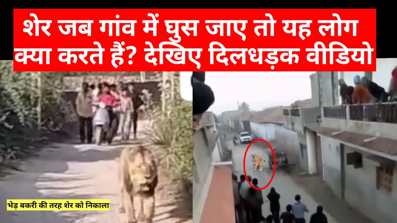 शेर को भेड़ बकरी की तरह गांव से निकाला//लोगो के बीच फंसी शेरनी // lion in village #girnationalpark 