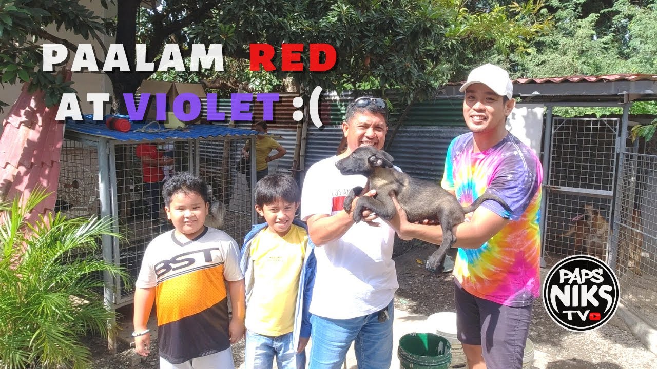 Vlog 139: 1ST PUPPY REHOMED #belgianmalinois #papsnikstv