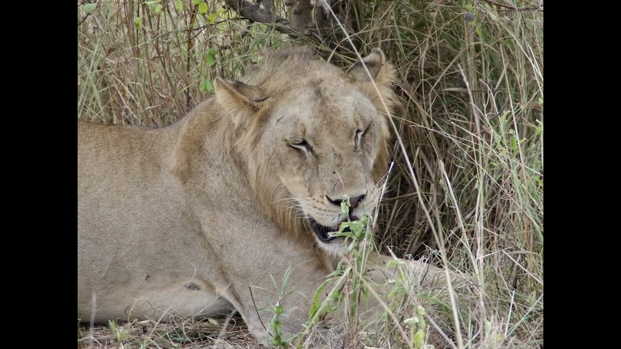 Tagessafari in den Mikumi-Nationalpark