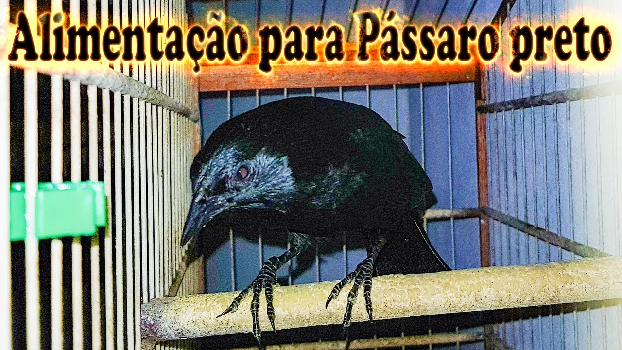 Alimentação ideal para seu  Pássaro preto ou Graúna ficar totalmente  saudável