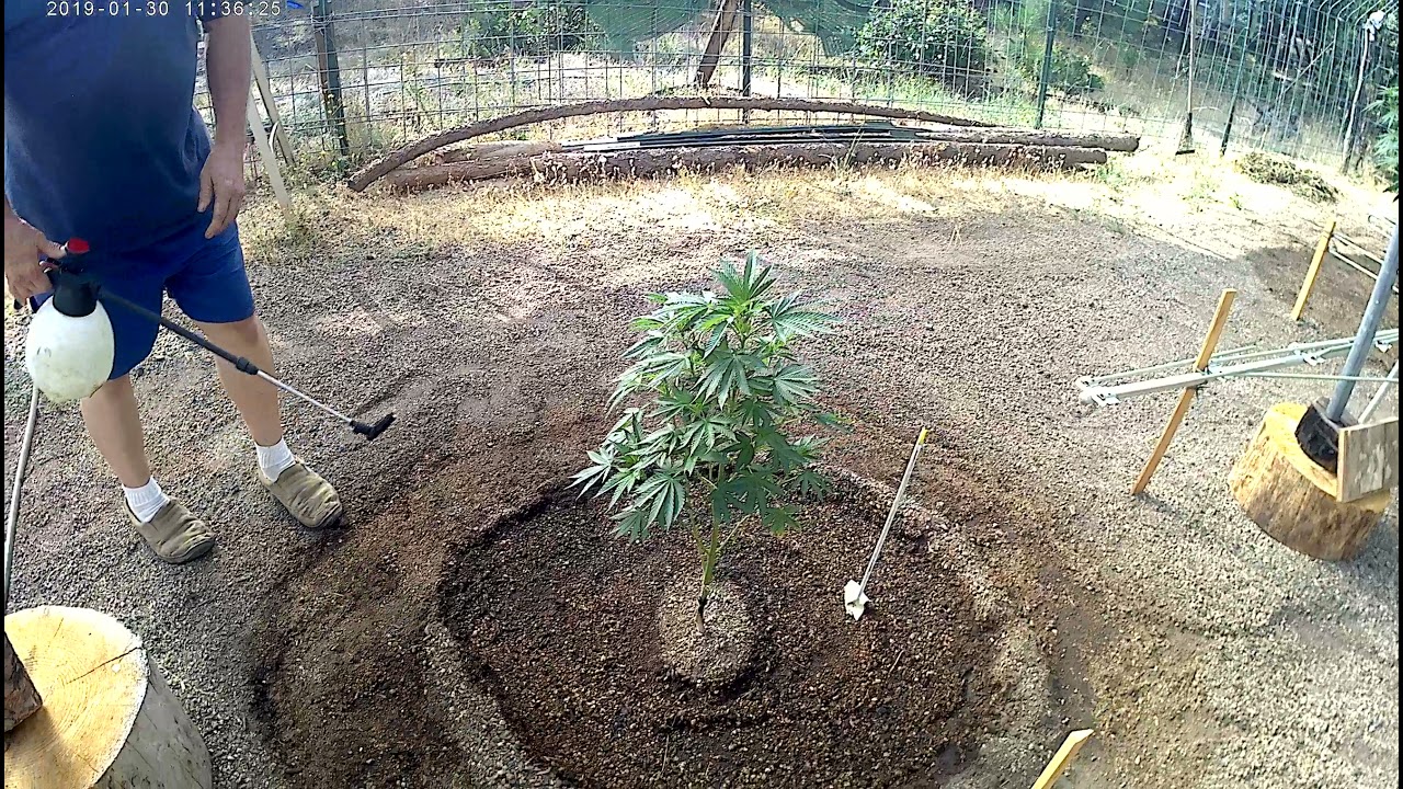 Using Green Cleaner instead of Pyganic PART 1 to be continued......