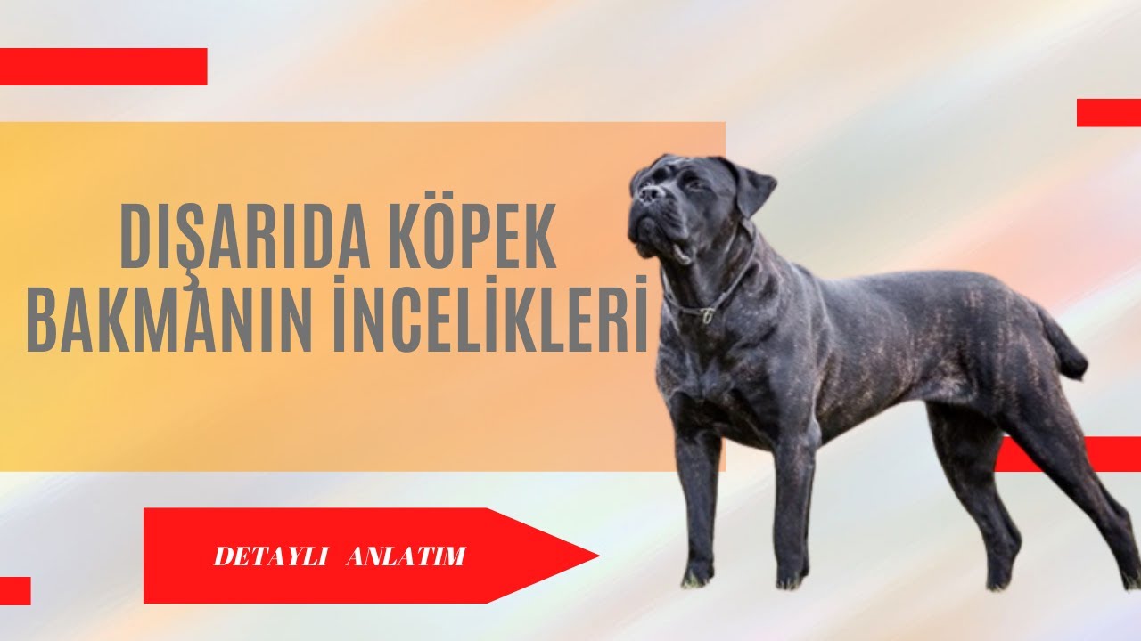 KÖPEĞİME BAHÇEDE BAKARKEN NELERE DİKKAT ETMELİYİM?NASIL BİR YAŞAM ALANI OLUŞTURMALIYIM?