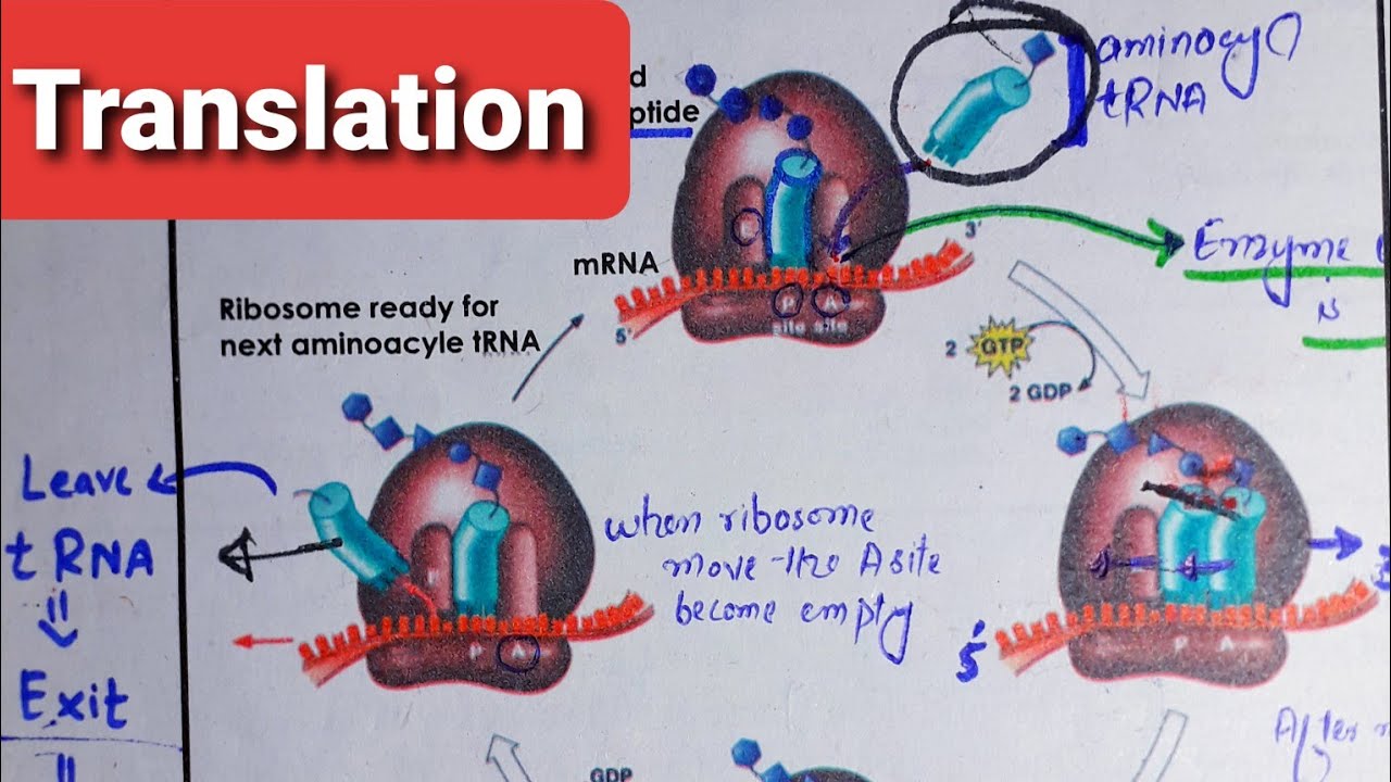 Translation Process|Part 1|Process of Translation|Formation of initiation complex