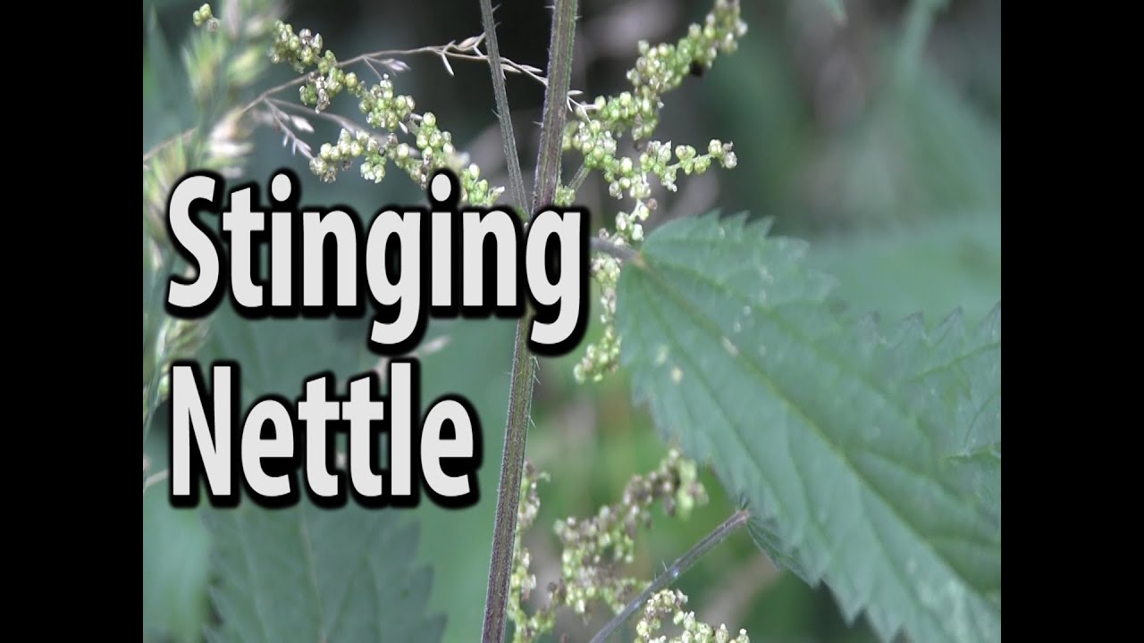Survival Food - Stinging Nettle