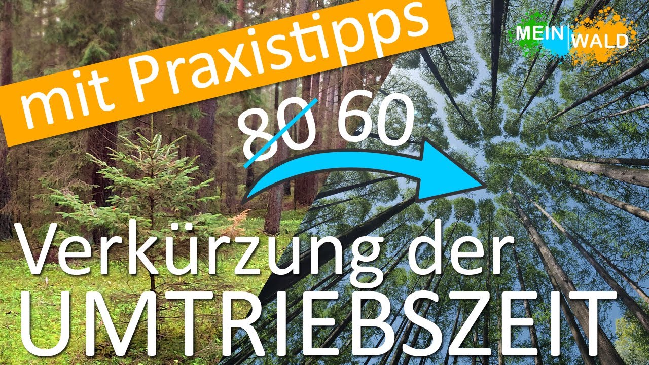 Kann man Bäume schneller ernten? 🌱🌲 Wo liegen die Vorteile?