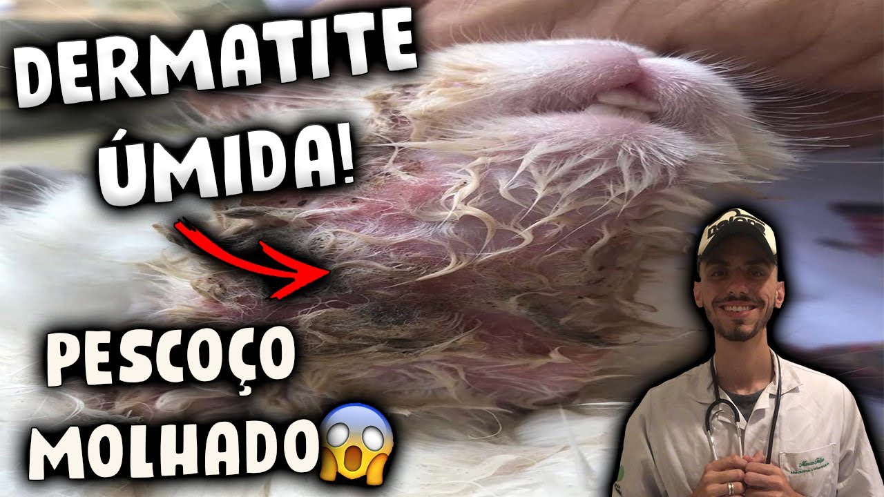 Coelho com PESCOÇO MOLHADO | Dermatite Úmida Aguda | Papada Molhada