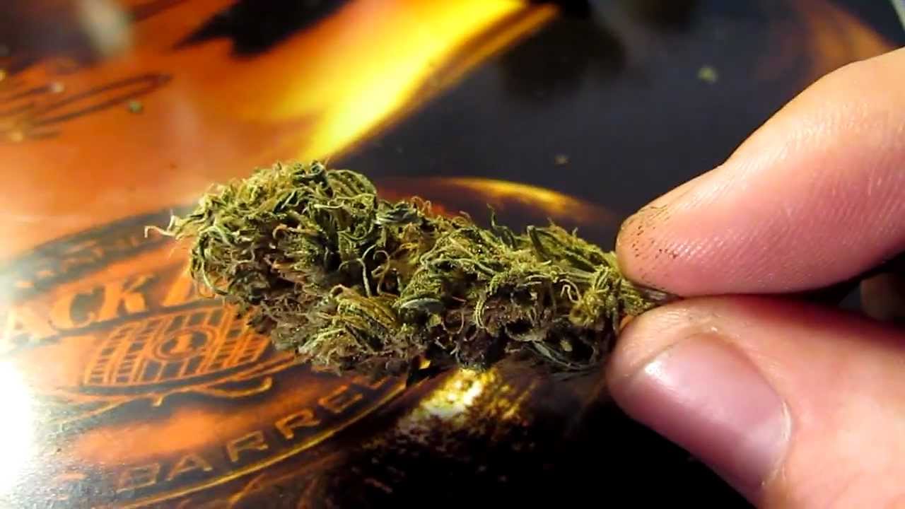 HEADBAND KUSH