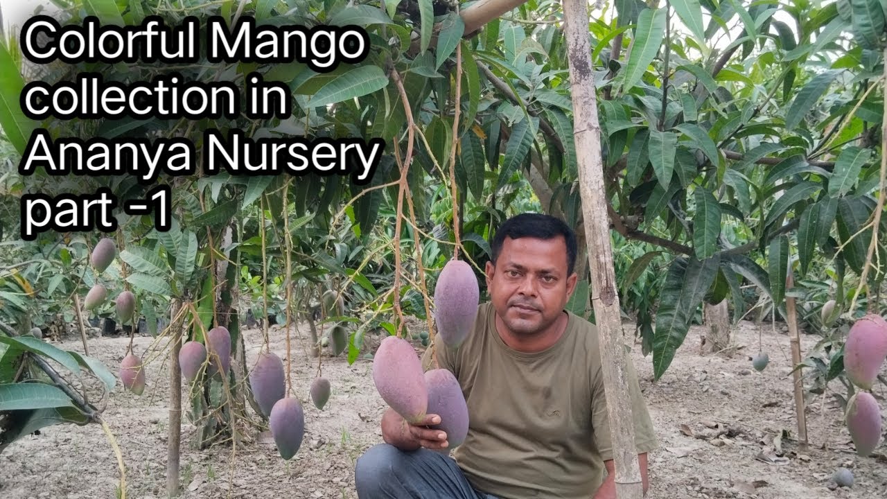 Colorful mango collection in Ananya Nursery Part-1 | Indias Farming