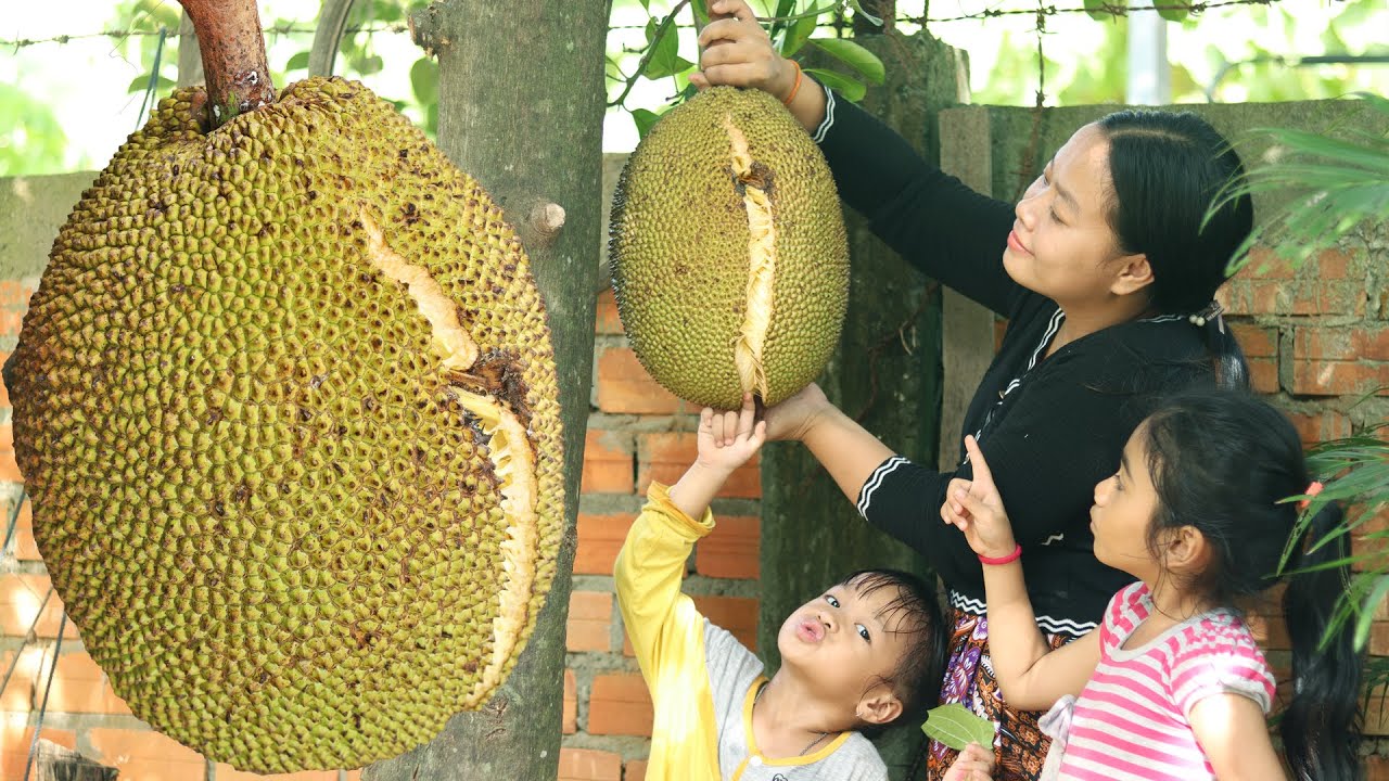 Harvest jackfruit in my homeland | Jackfruit dessert recipe | Pick jackfruit