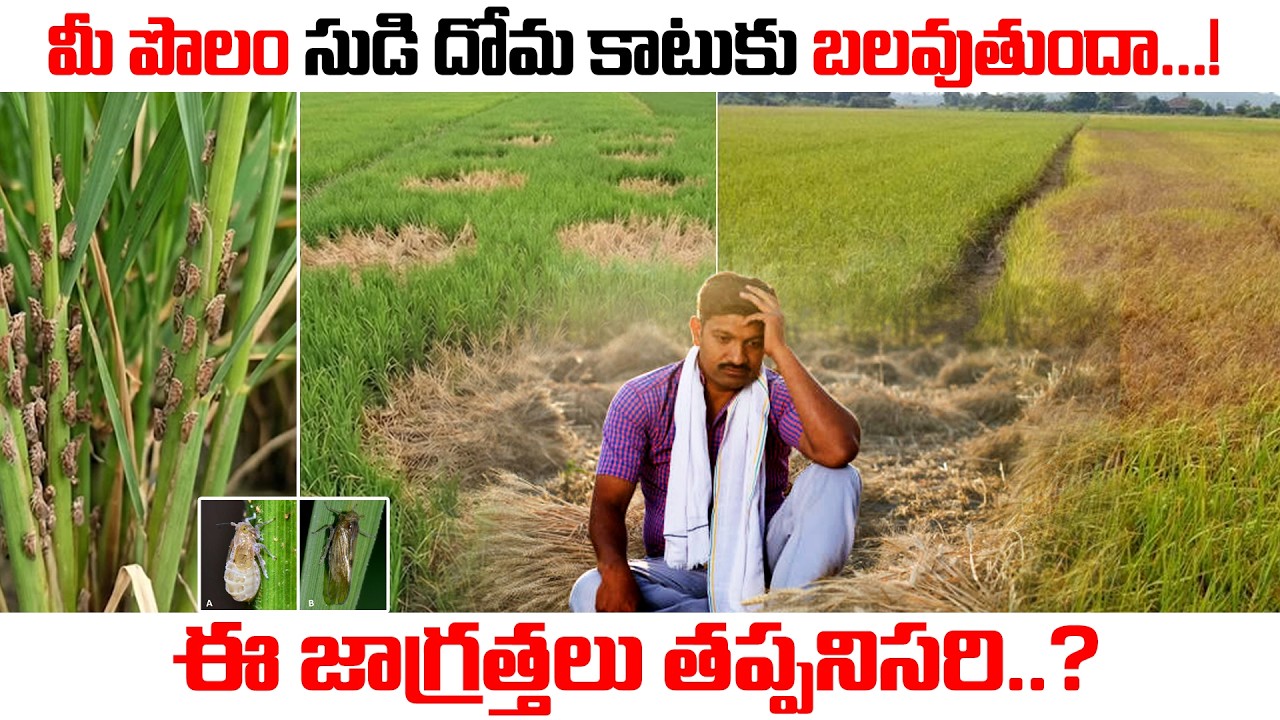 మీ పొలం సుడి దోమ కాటుకు బలవుతుందా...! ఈ జాగ్రత్తలు తప్పనిసరి..? | #synergy #bipsyn #syntara