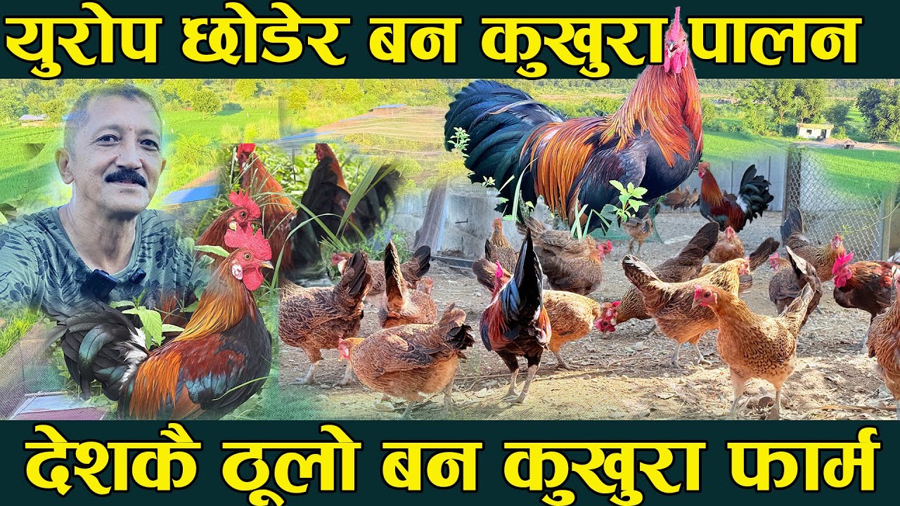 युरोप छोडेर बन कुखुरा पालन, देशकै ठुलो कुखुरा फार्म  ban kukhura nepal